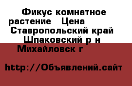 Фикус комнатное растение › Цена ­ 8 000 - Ставропольский край, Шпаковский р-н, Михайловск г.  »    